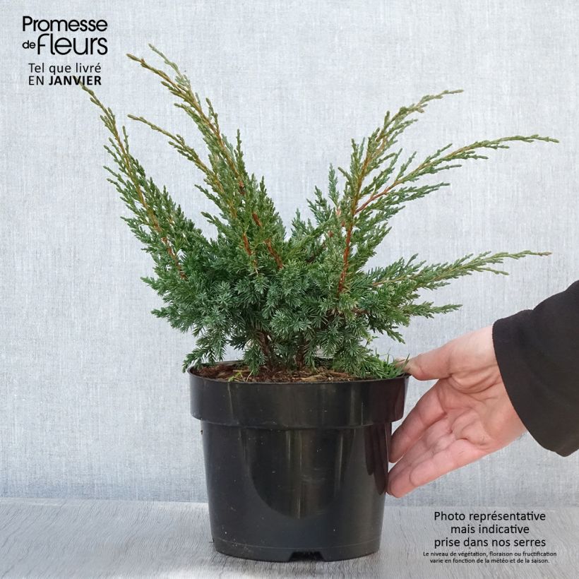 Juniperus Blaauw 2L/3L pot sample as delivered in winter