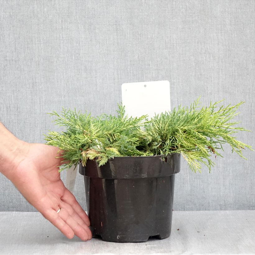 Juniperus pfitzeriana King of Spring 2L/3L pot sample as delivered in summer