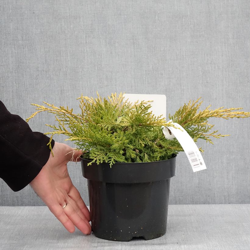 Juniperus pfitzeriana King of Spring 2L/3L pot sample as delivered in winter