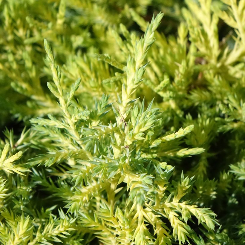 Juniperus pfitzeriana King of Spring (Foliage)
