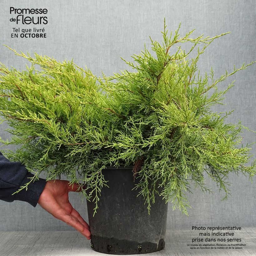 Juniperus x pfitzeriana Old Gold 7.5L/10L pot sample as delivered in autumn