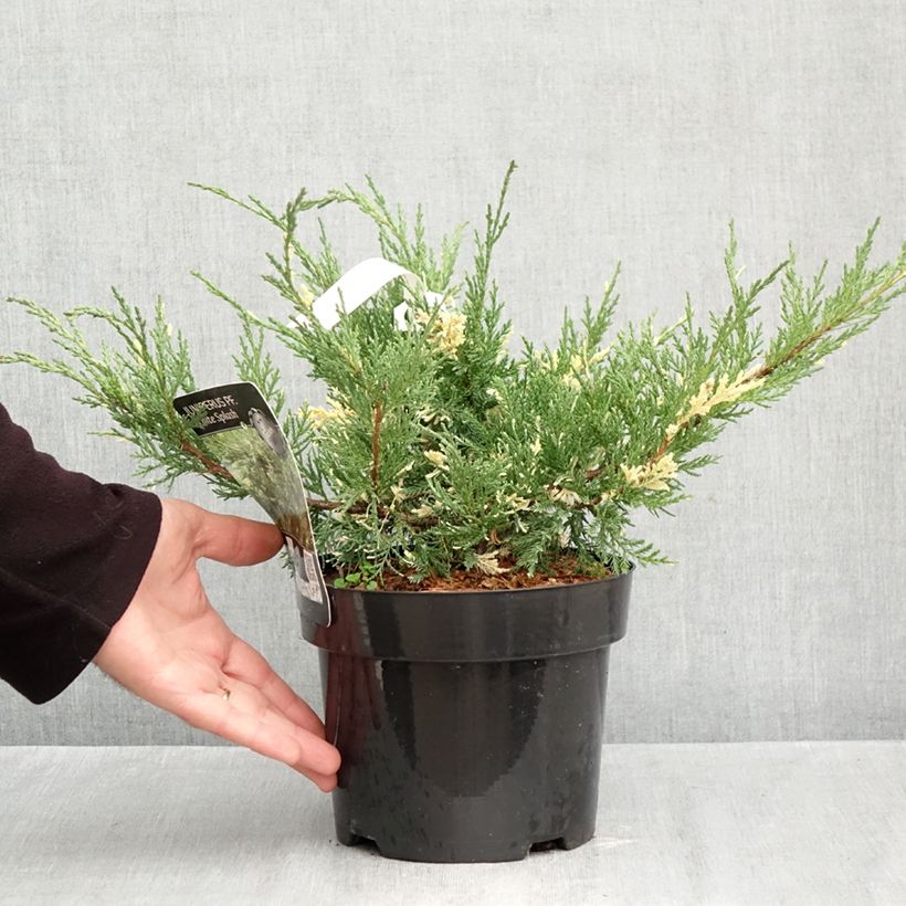 Juniperus pfitzeriana White Splash 2L/3L pot sample as delivered in autumn