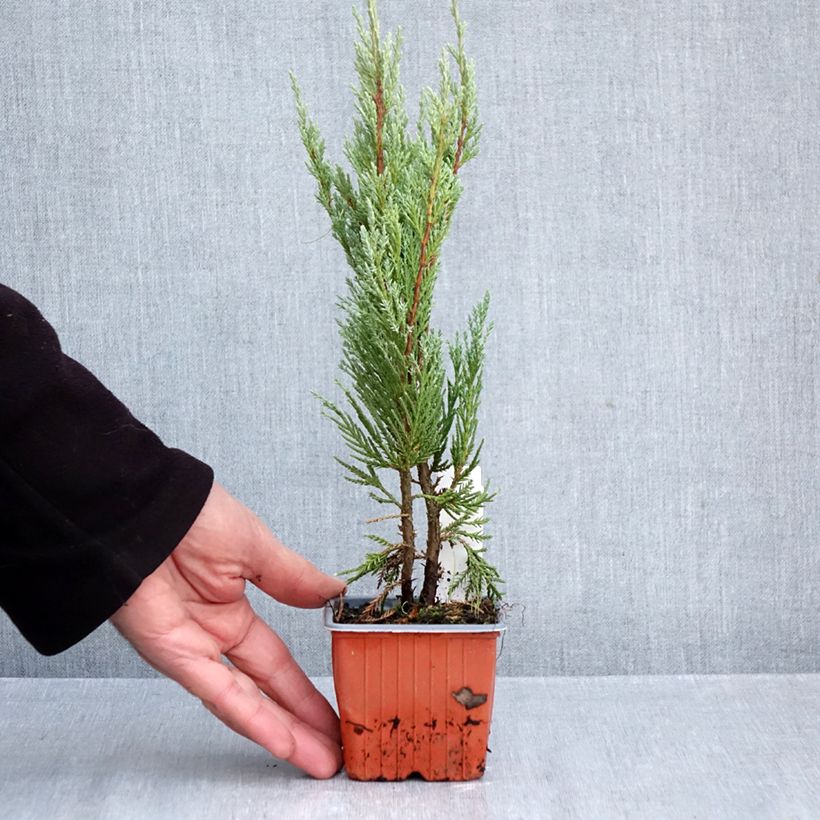 Juniperus scopulorum Moonglow 8/9 cm pot sample as delivered in autumn