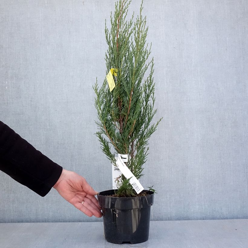 Juniperus scopulorum Moonglow 2L/3L pot sample as delivered in spring