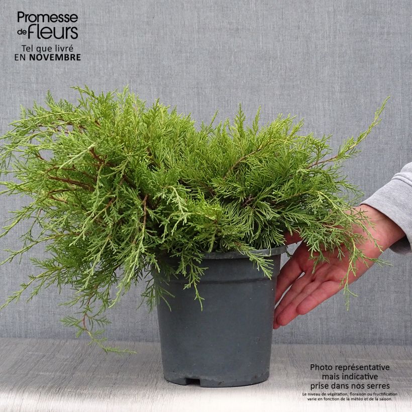 Juniperus pfitzeriana Gold Coast 2L/3L pot sample as delivered in autumn
