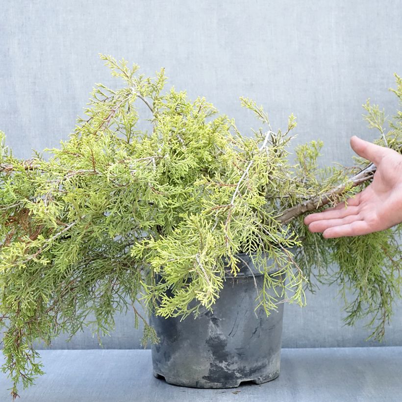 Juniperus pfitzeriana Gold Coast 7.5L/10L pot sample as delivered in autumn