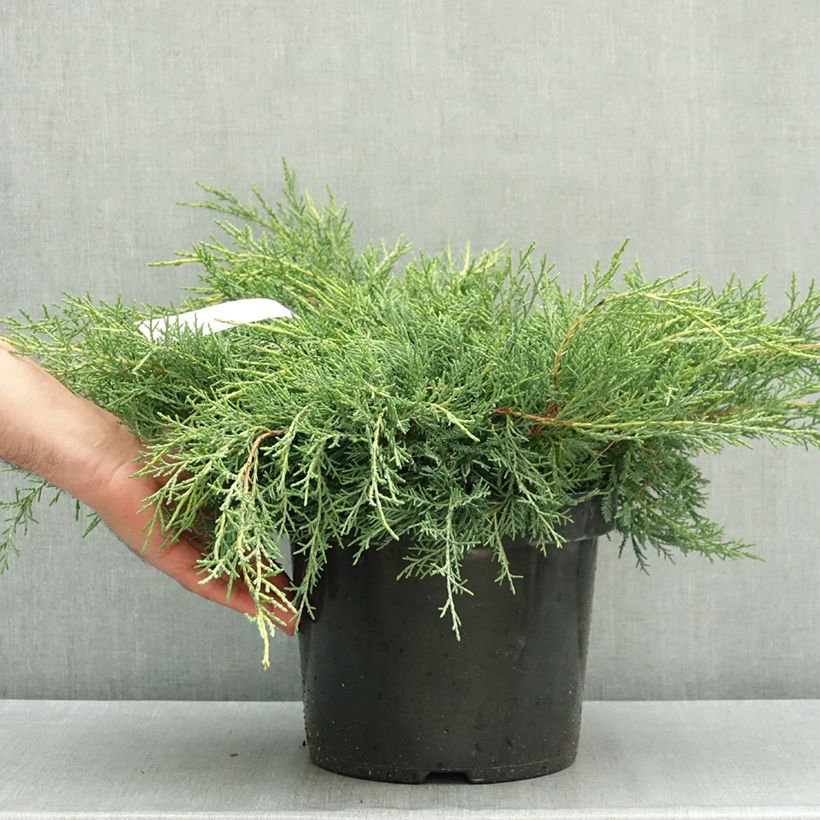Juniperus x pfitzeriana Gold Star 7.5L/10L pot sample as delivered in autumn