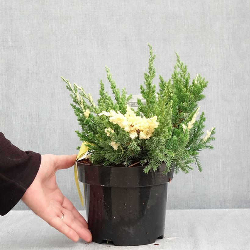 Juniperus chinensis Expansa Variegata 2L/3L pot sample as delivered in autumn