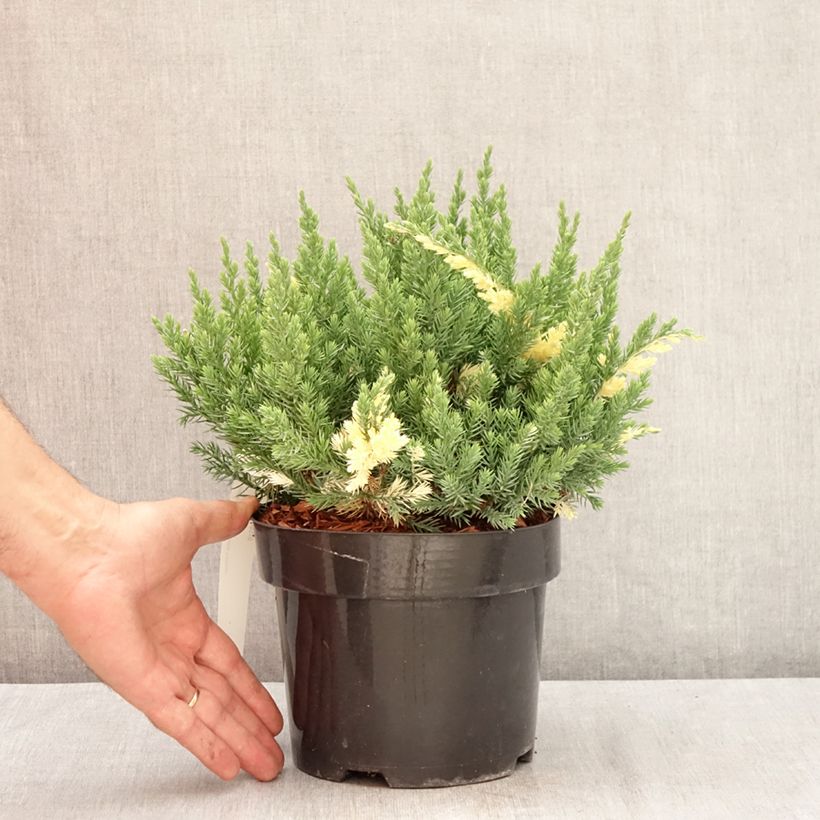 Juniperus chinensis Expansa Variegata 2L/3L pot sample as delivered in summer