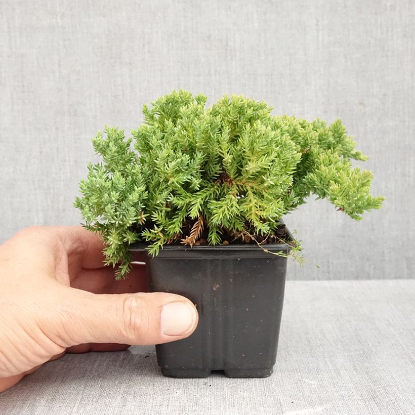 Juniperus procumbens Nana 8/9 cm pot sample as delivered in autumn