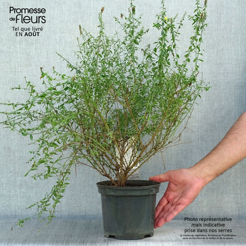 Genista tinctoria Royal Gold 1.5L/2L pot sample as delivered in summer