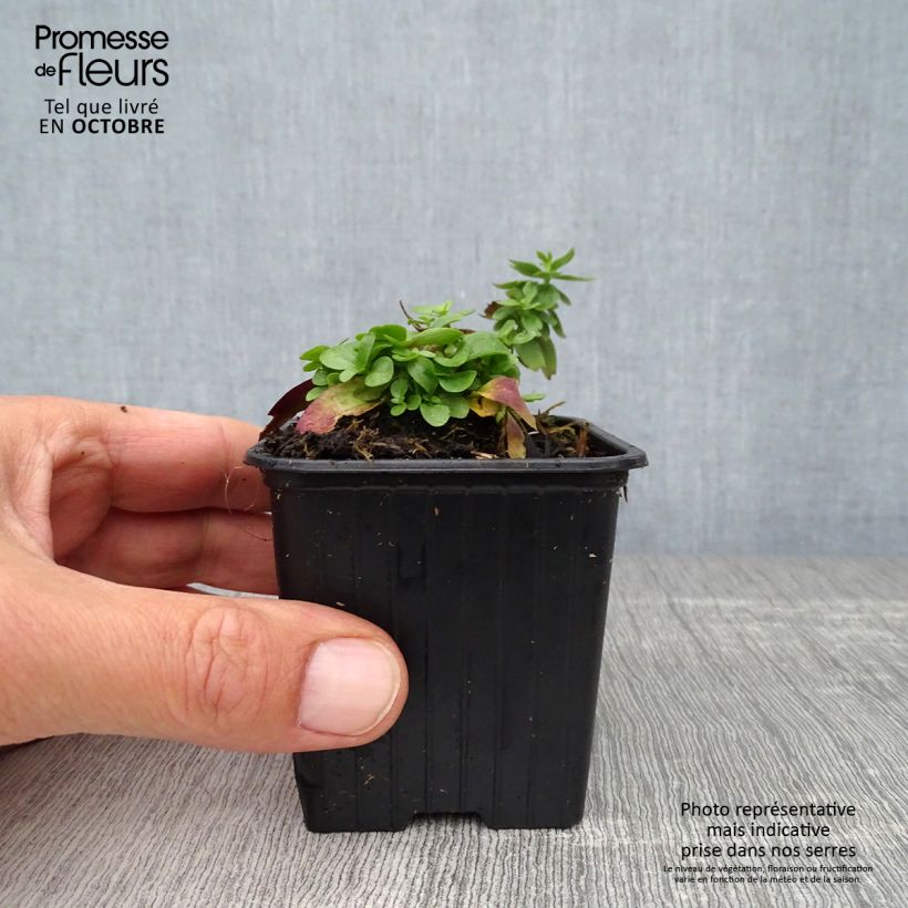 Gentiana makinoi Blue Star 8/9 cm pot sample as delivered in autumn