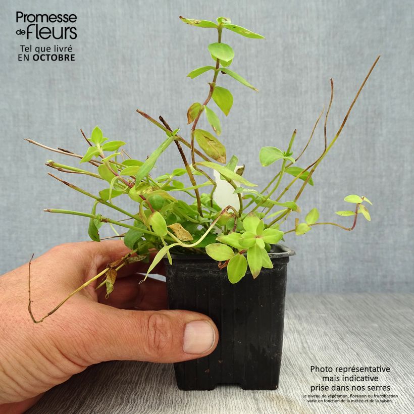 Gentiana Little Pinkie 8/9 cm pot sample as delivered in autumn