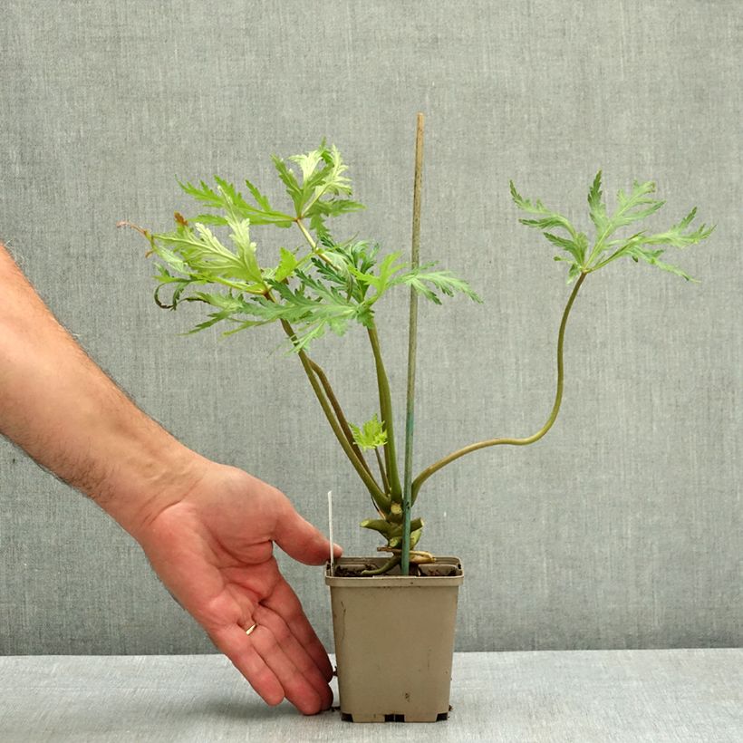 Geranium maderense Album 8/9 cm pot sample as delivered in summer