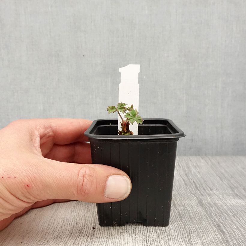 Geranium pratense Else Lacey 8/9 cm pot sample as delivered in spring