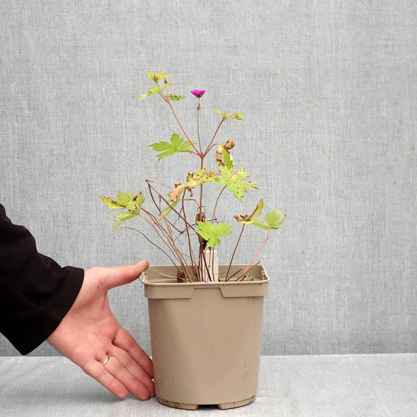 Geranium Ann Folkard 2L/3L pot sample as delivered in autumn