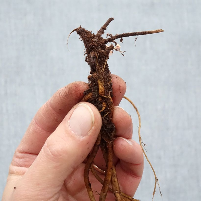 Geranium Ann Folkard Bare root sample as delivered in winter