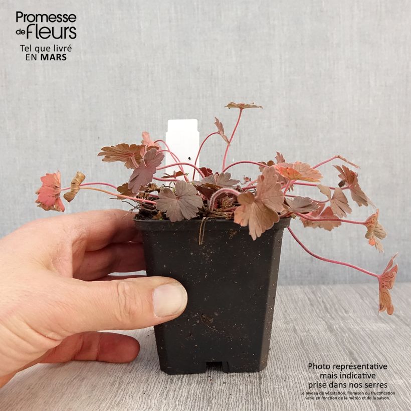 Geranium sessiliflorum Bobs Blunder 8/9 cm pot sample as delivered in spring