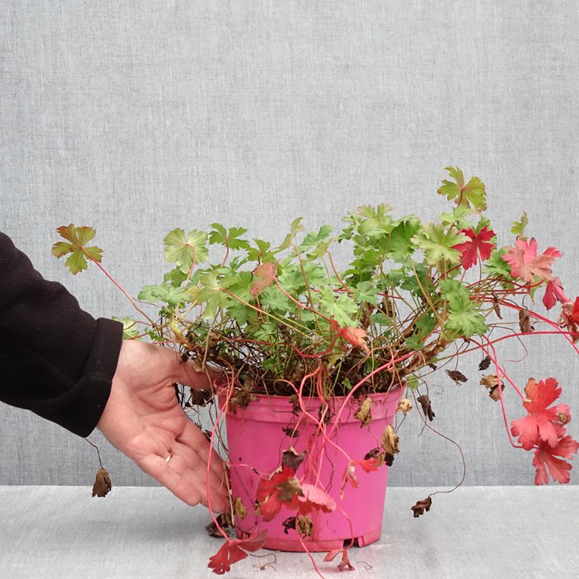 Geranium cantabrigiense Karmina 2L/3L pot sample as delivered in autumn