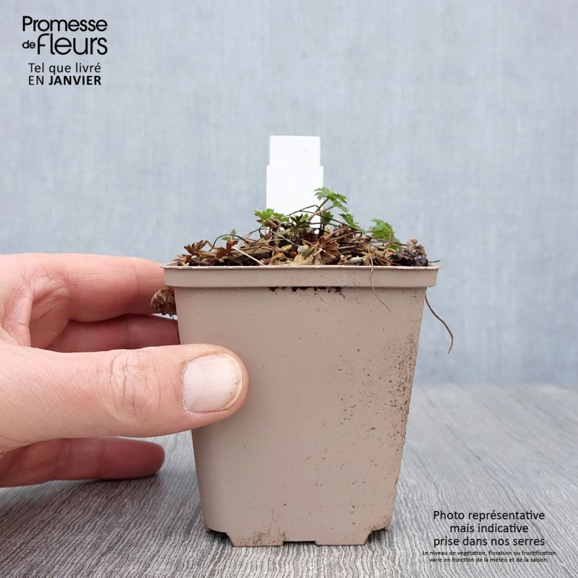 Geranium cinereum Carol 8/9 cm pot sample as delivered in winter