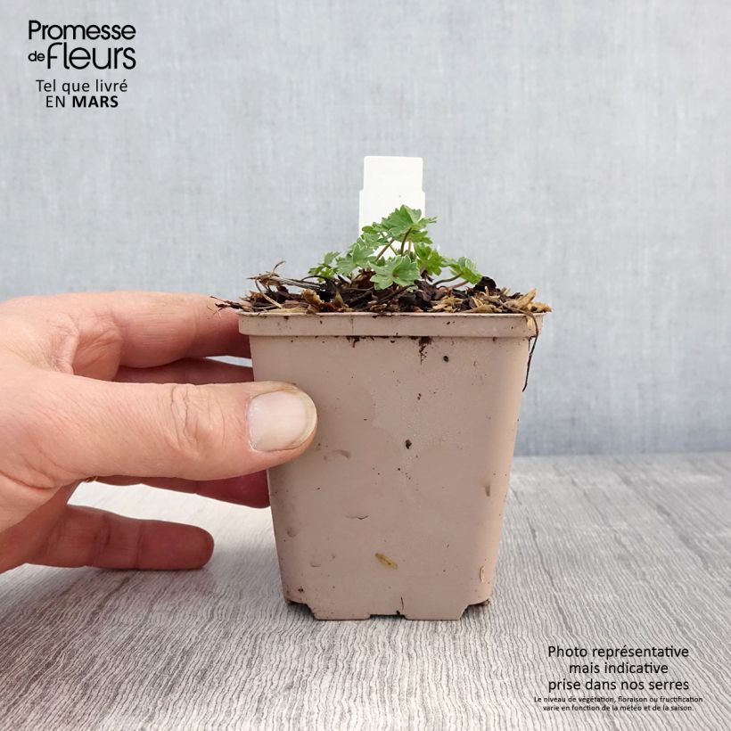 Geranium cinereum Carol 8/9 cm pot sample as delivered in spring