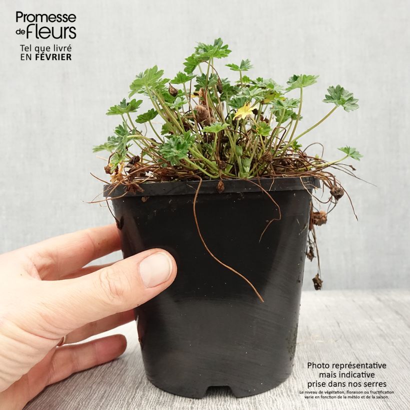 Geranium cinereum Laurence Flatman 1.5L/2L pot sample as delivered in winter