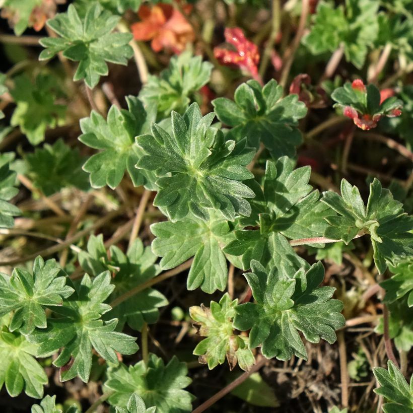 Geranium cinereum v. subcaulescens Giuseppii (Foliage)