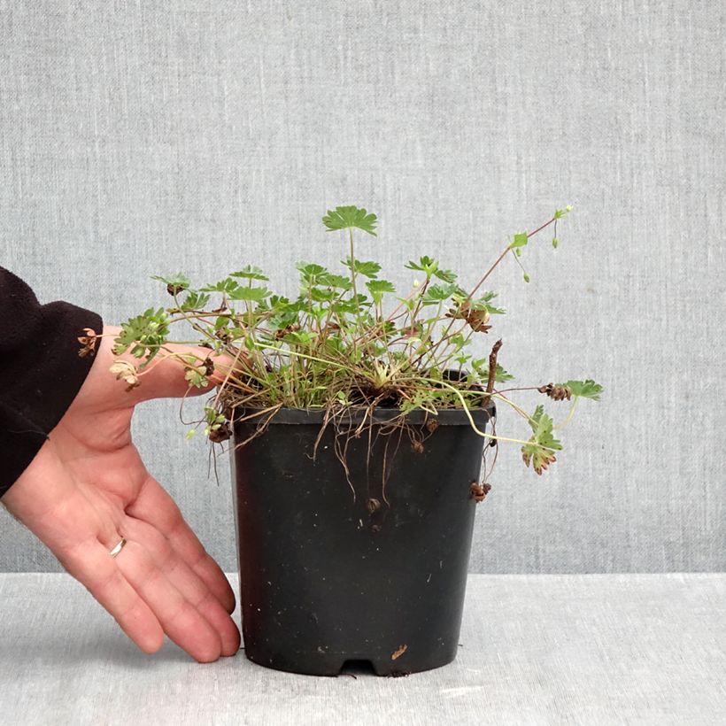 Geranium cinereum v. subcaulescens Giuseppii 2L/3L pot sample as delivered in autumn