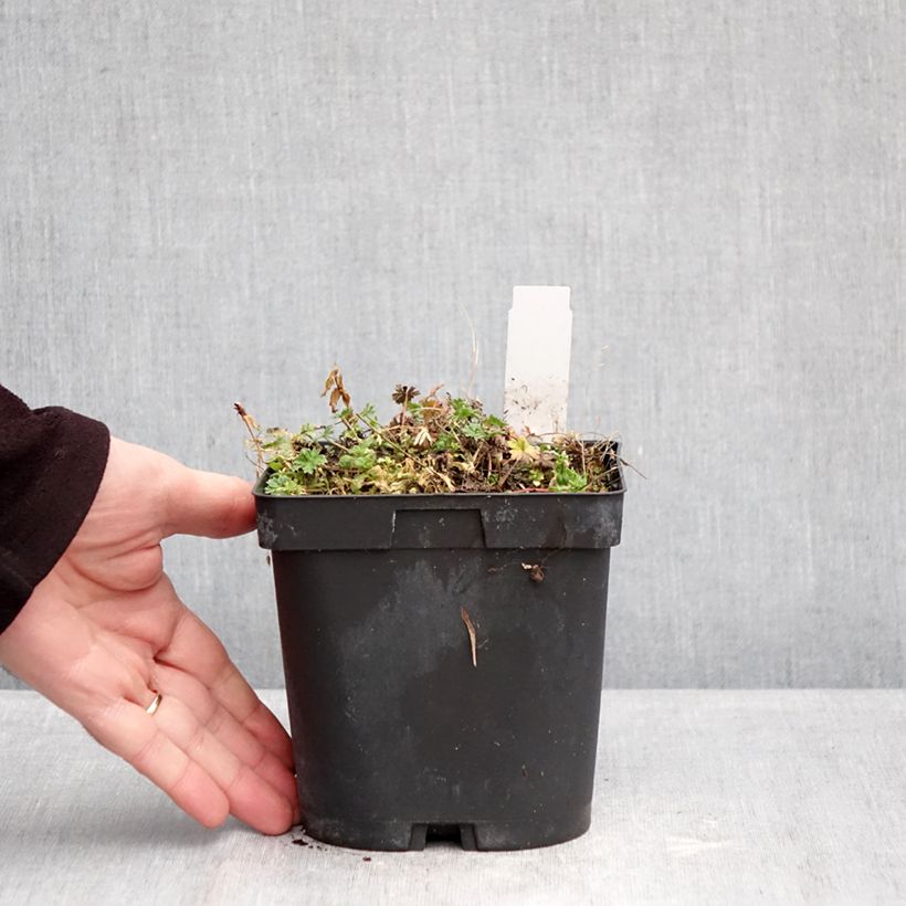 Geranium cinereum v. subcaulescens Giuseppii 2L/3L pot sample as delivered in winter