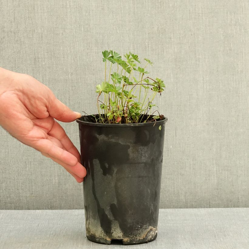 Geranium cinereum v. subcaulescens 2L/3L pot sample as delivered in summer