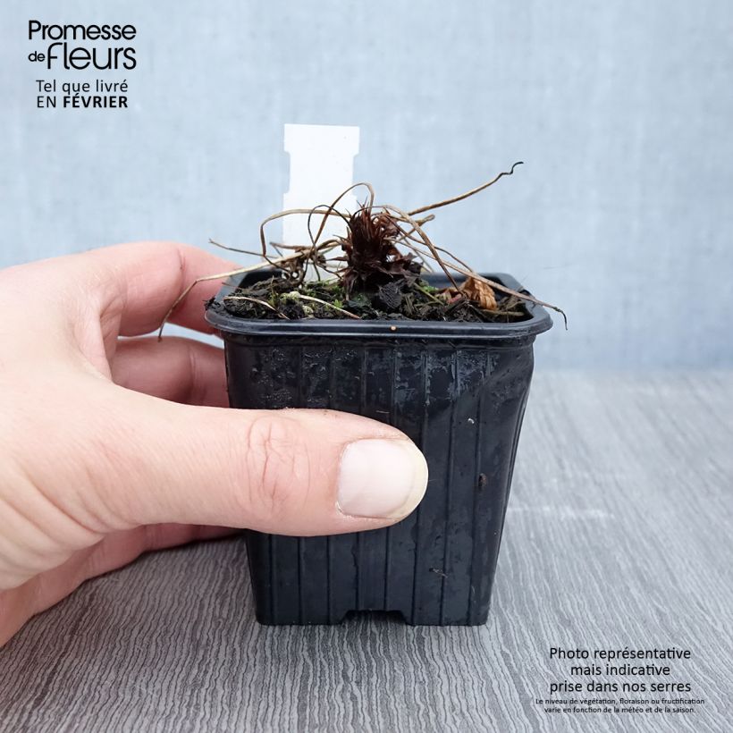 Geranium clarkei Kashmir Purple 8/9 cm pot sample as delivered in winter