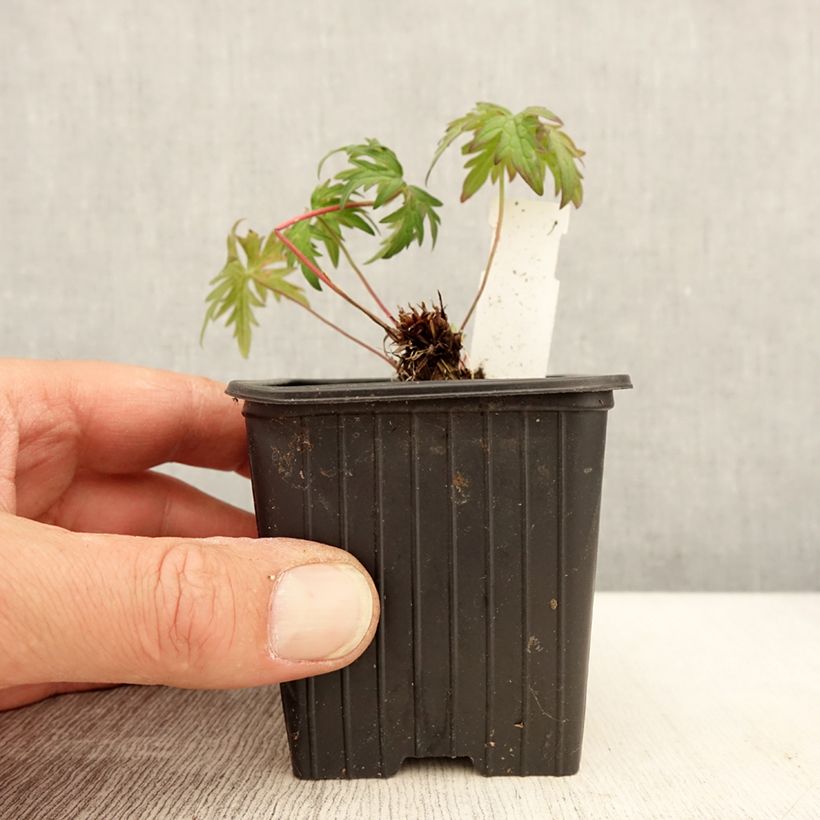 Geranium clarkei Kashmir Purple 8/9 cm pot sample as delivered in spring