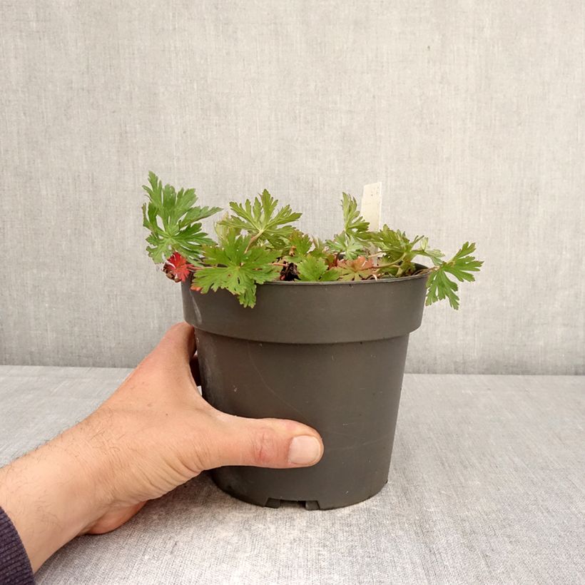 Geranium clarkei Kashmir Purple 2L/3L pot sample as delivered in spring