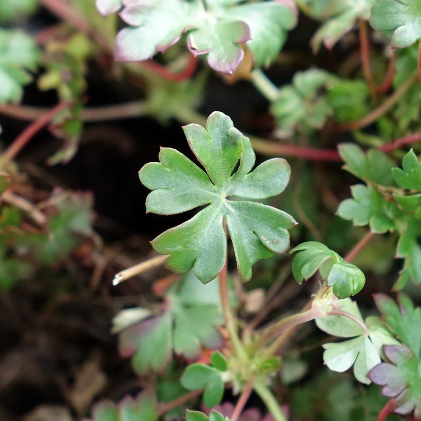Geranium dalmaticum - Dalmatian Cranesbill (Foliage)