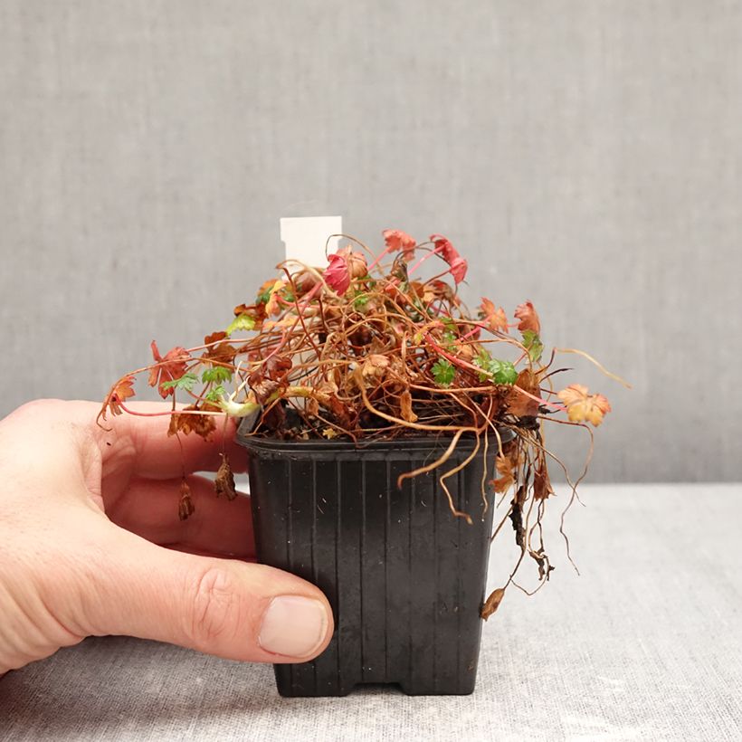 Geranium dalmaticum - Dalmatian Cranesbill 8/9 cm pot sample as delivered in winter