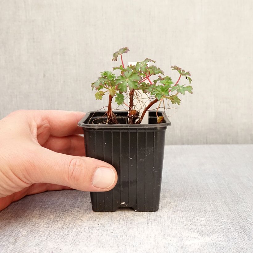 Geranium dalmaticum - Dalmatian Cranesbill 8/9 cm pot sample as delivered in spring