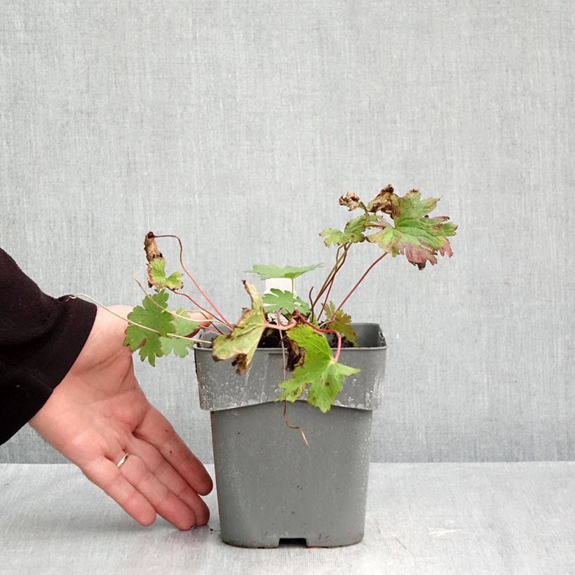 Geranium Dragon Heart 2L/3L pot sample as delivered in autumn
