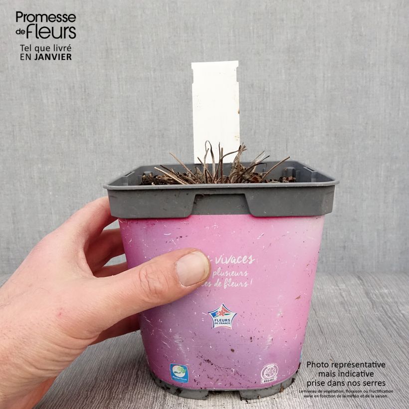 Geranium Dreamland 2L/3L pot sample as delivered in winter