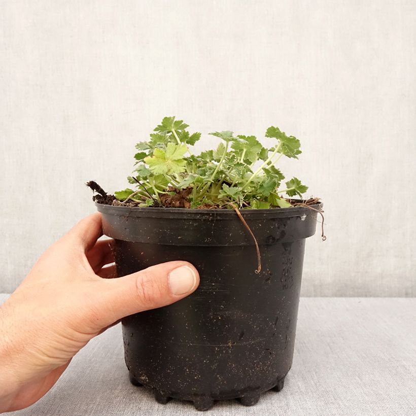 Geranium Dreamland 2L/3L pot sample as delivered in spring