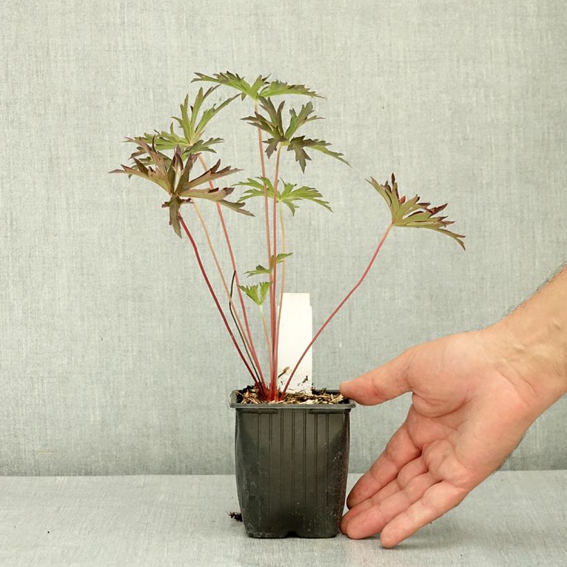 Geranium pratense Femme Fatale 8/9 cm pot sample as delivered in summer