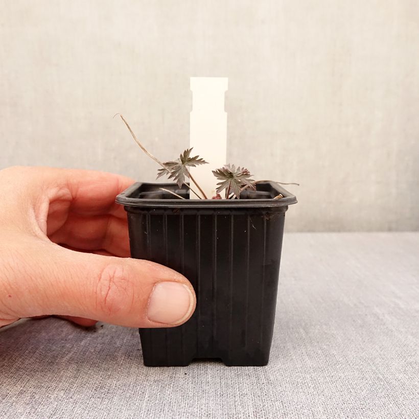 Geranium pratense Femme Fatale 8/9 cm pot sample as delivered in spring