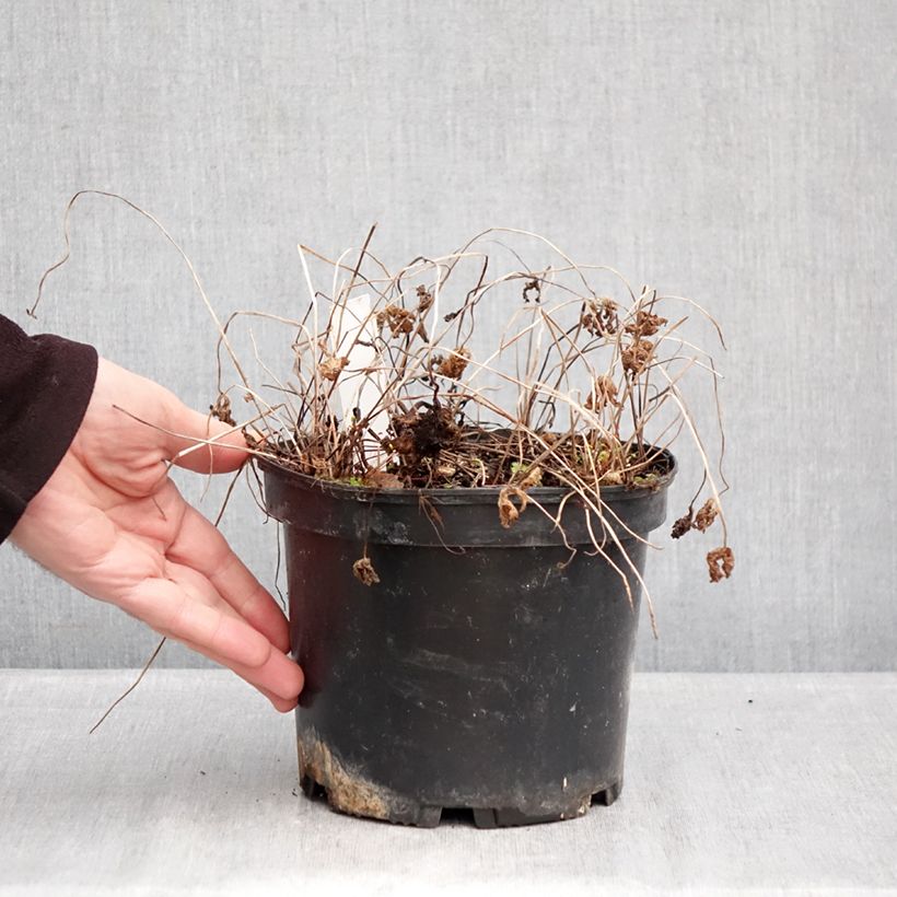 Geranium himalayense Gravetye 2L/3L pot sample as delivered in winter