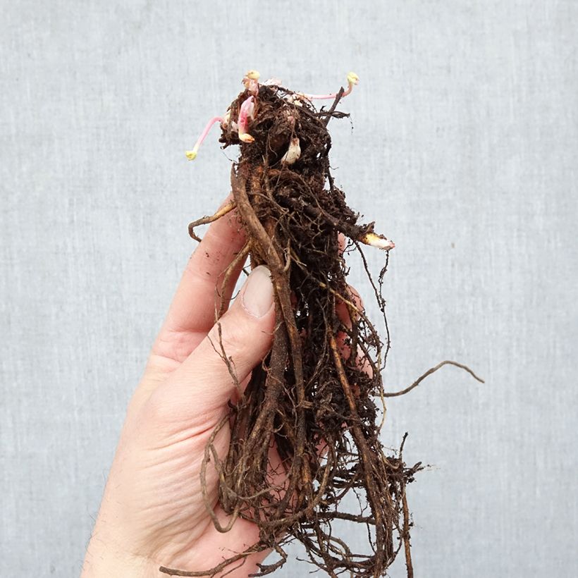 Geranium himalayense Gravetye Bare root sample as delivered in winter