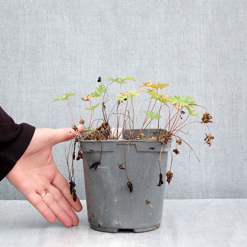 Geranium himalayense Plenum 2L/3L pot sample as delivered in autumn
