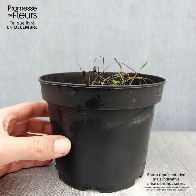 Geranium himalayense Plenum 2L/3L pot sample as delivered in winter