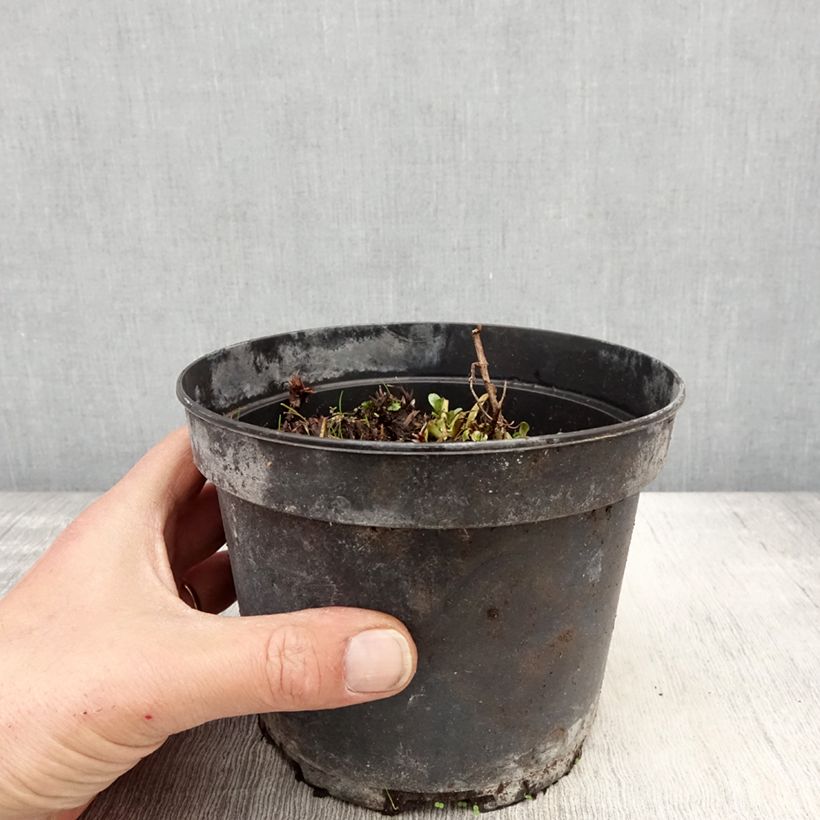 Geranium himalayense Plenum 2L/3L pot sample as delivered in spring