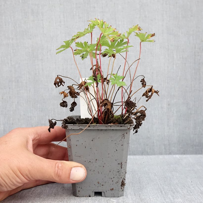 Geranium Johnsons blue 8/9 cm pot sample as delivered in autumn