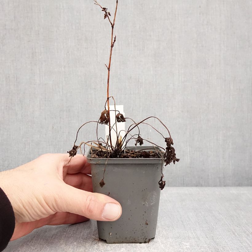 Geranium Johnsons blue 8/9 cm pot sample as delivered in winter