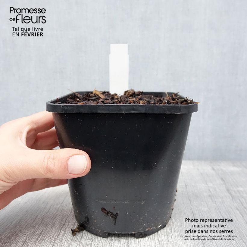 Geranium wallichianum Kelly-Anne 1L/1.5L pot sample as delivered in winter