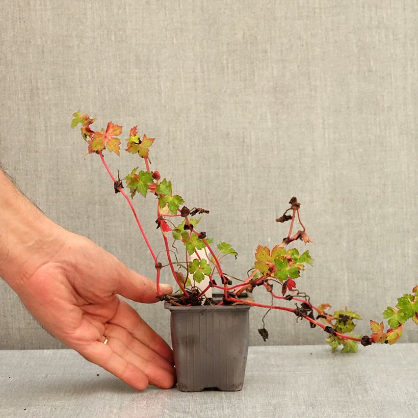 Geranium wallichianum Kelly-Anne 8/9 cm pot sample as delivered in summer